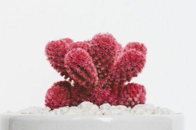 Red Plant on White Pot